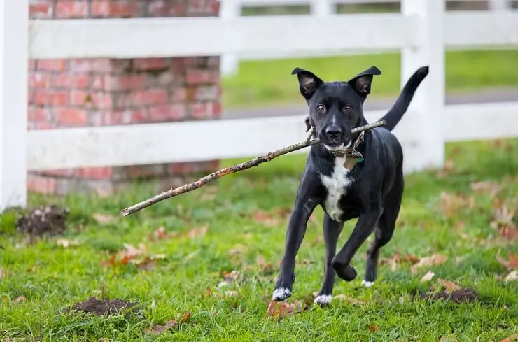 Minearbejder Glat barbermaskine Boxador Care, Size, Lifespan & Temperament [Boxer Lab Mix] | Perfect Dog  Breeds