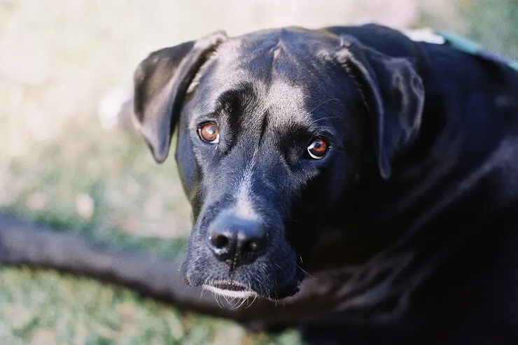 Boxer lab mix temperament