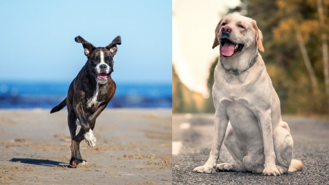 Boxer Lab Mix Everything You Need to Know About The Boxador Banner