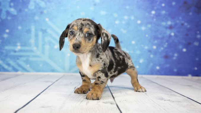 Chiweenie Complete Breed Profile Lifespan, Temperament and More... Banner