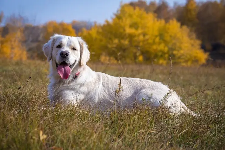 Happy Lab