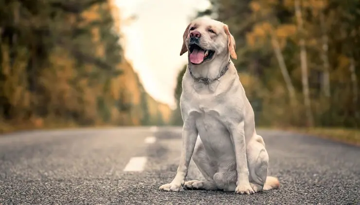 Border Collie Lab Mix Everything You Need To Know