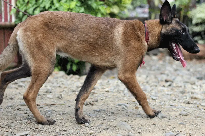 Belgian Malinois care