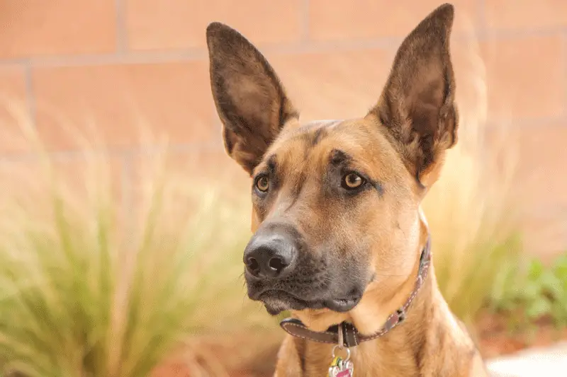 Belgian Malinois temperament and personality 