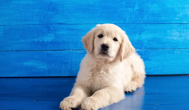 A Golden Retriever Puppy