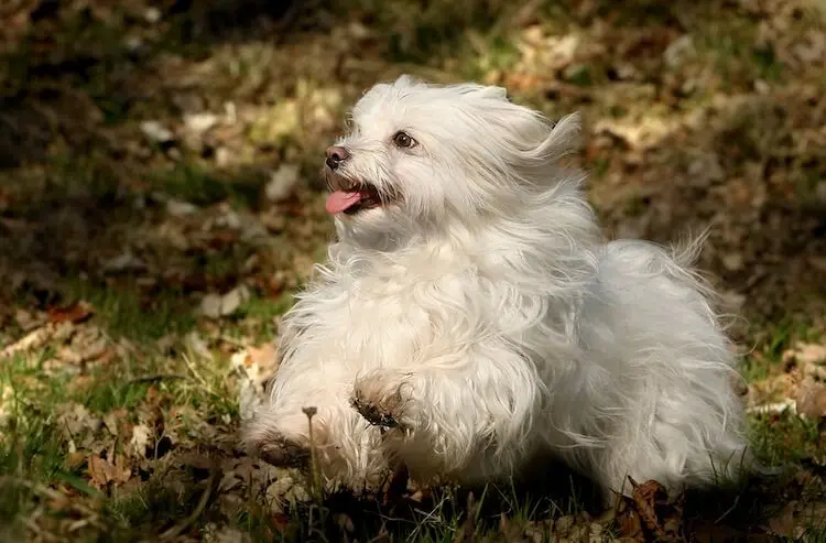 Appearance of a Bolognese Dog