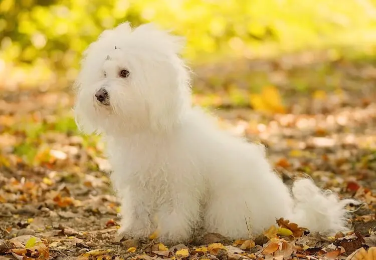 Bichon Bolognese Dog