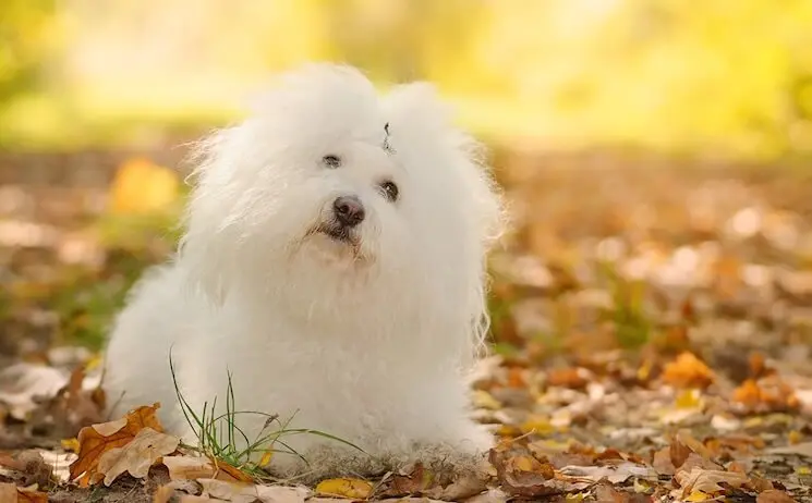 bichon frise bolognese