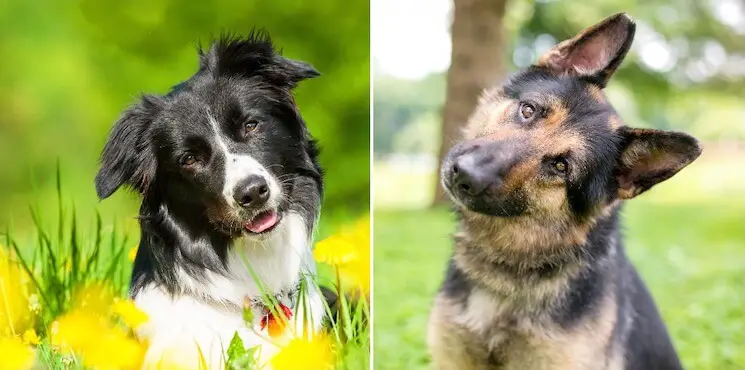 Border Collie German Shepherd Mix Feature