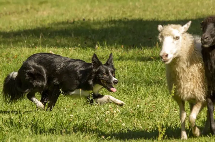 Border Collie Herding Dog