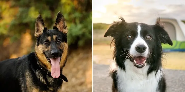 Border Collie and German Shepherd Mix