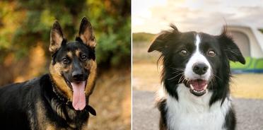 vidnesbyrd politi gaben Border Collie German Shepherd Mix - The World's Best Family Dog? | Perfect  Dog Breeds