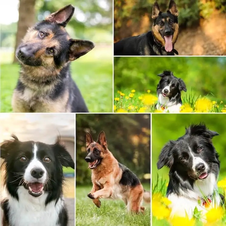 Border Collie x German Shepherd Pictures