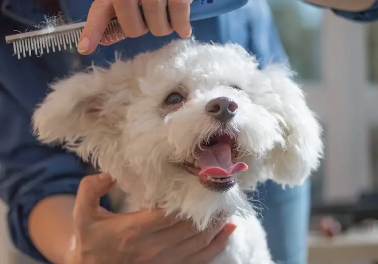 Combing a Bolognese Dog's Coat