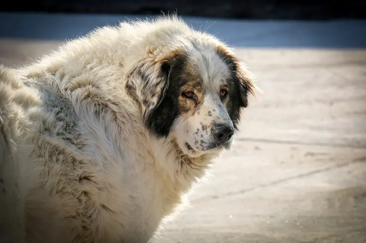 Russian bear dog appearance