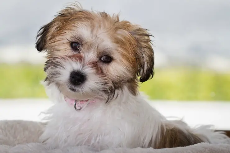 Cavachon close up looking at the camera