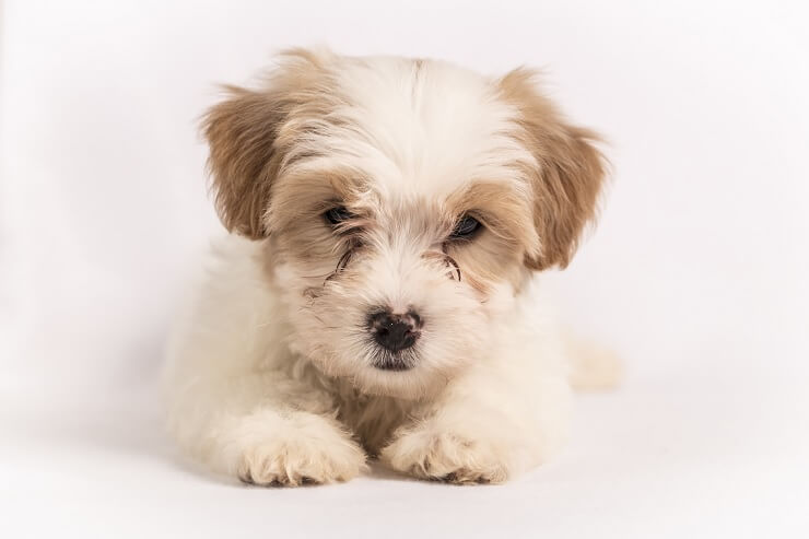 Cavachon pup laying down