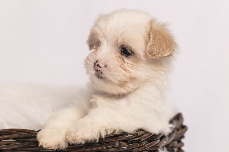Cavachon puppy laying in a basket