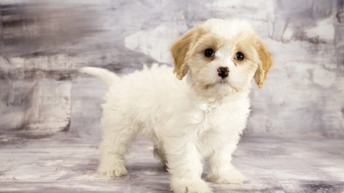 Cavachon The Complete Care Guide To This Teddy Bear Banner