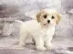 Cavachon The Complete Care Guide To This Teddy Bear Banner