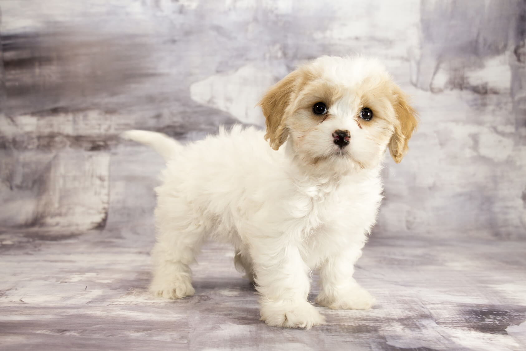 Cavachon standing and looking at the camera