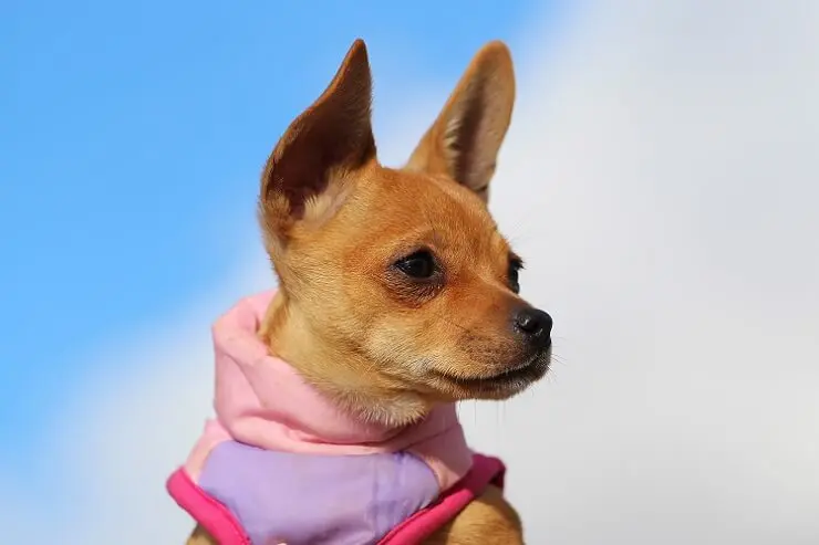 Chihuahua