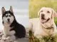 Husky Lab Mix The Definitive Guide Banner