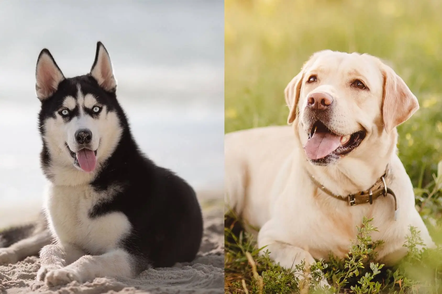 can you raise a lab and husky together