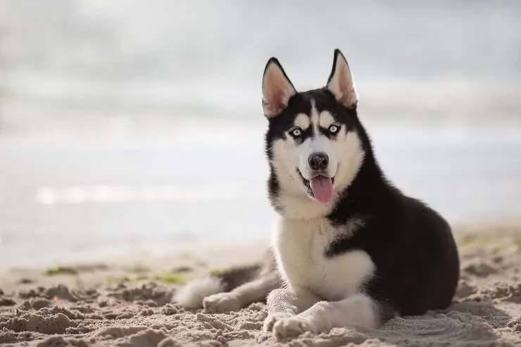 Husky on Beach