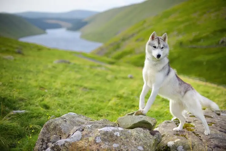 Husky on Walk