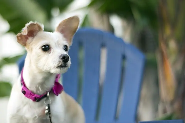 wire haired jack russell terrier chihuahua mix