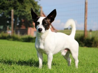 Jack Russell Chihuahua Mix Is This Tenacious Terrier The Dog For You Banner