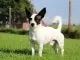 Jack Russell Chihuahua Mix Is This Tenacious Terrier The Dog For You Banner
