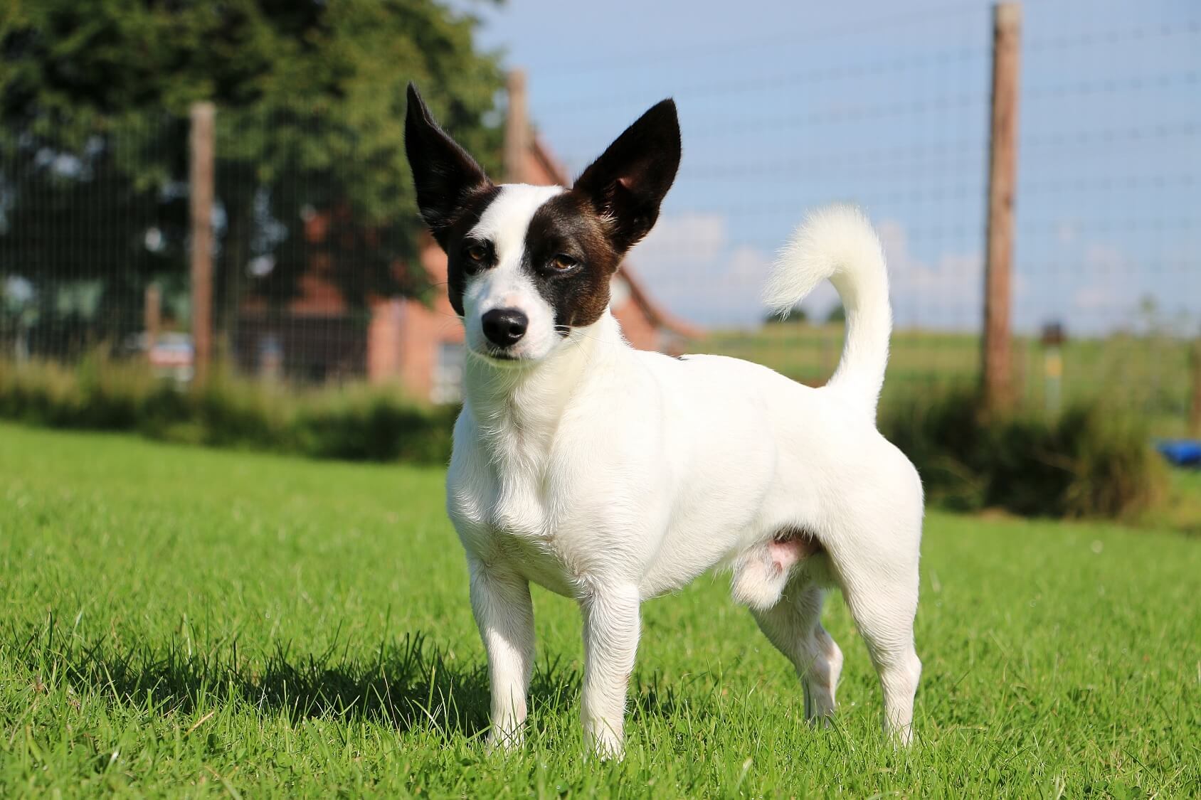 jack russell mix