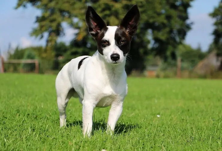 Adorable Long Haired Chihuahua X Jack Russell