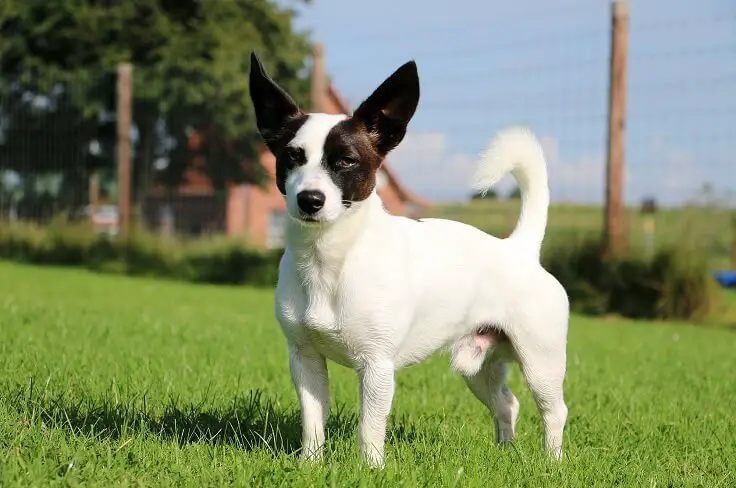 terrier and jack russell mix