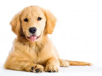 Miniature Golden Retriever Is The Comfort Retriever The Dog For You Banner