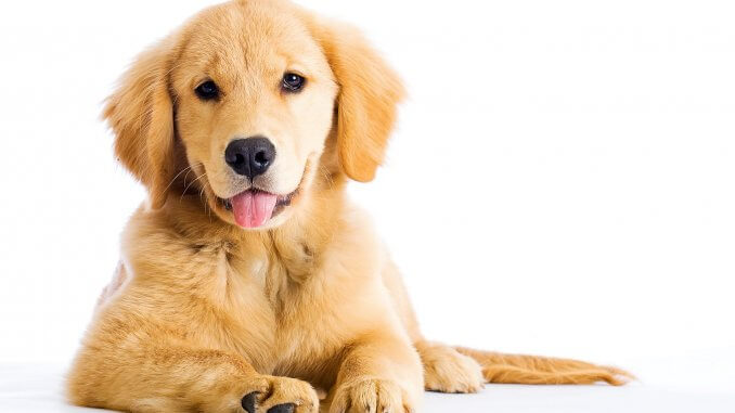 Miniature Golden Retriever Is The Comfort Retriever The Dog For You Banner
