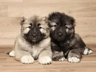 Russian Bear Dog Is This Gentle Giant The Right Dog For You Banner