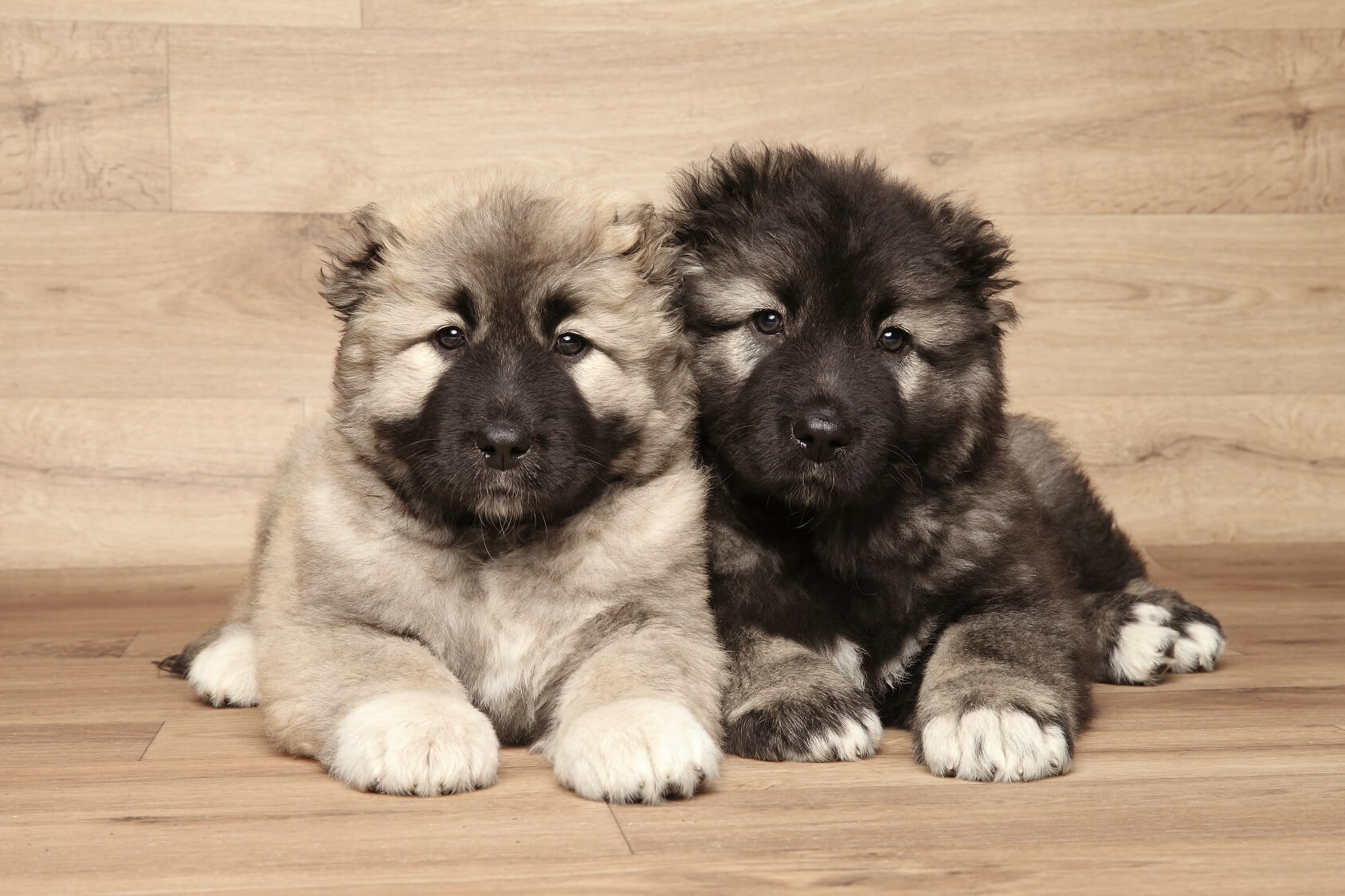 russian bear dog pictures