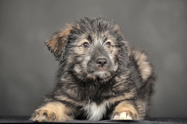 Russian bear dog training