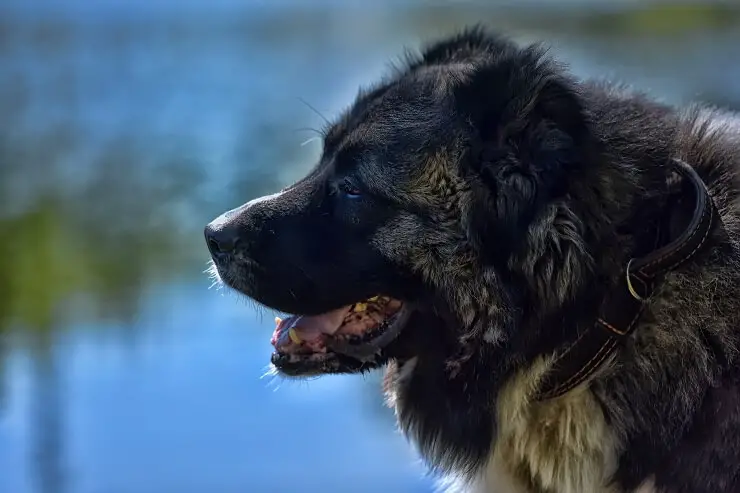 Where To Buy A Russian Bear Dog