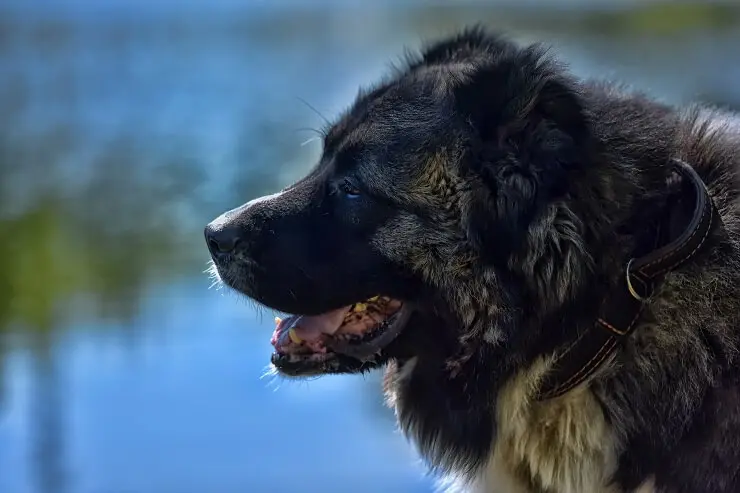 Russian Bear Dog: Is This Gentle Giant Right For You?