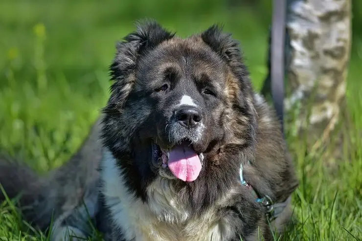 Russian bear dog traits and characteristics