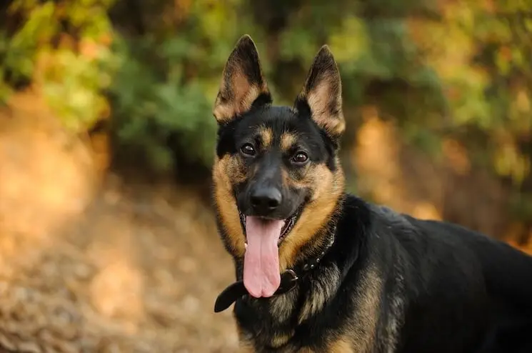 Train a German Shepherd