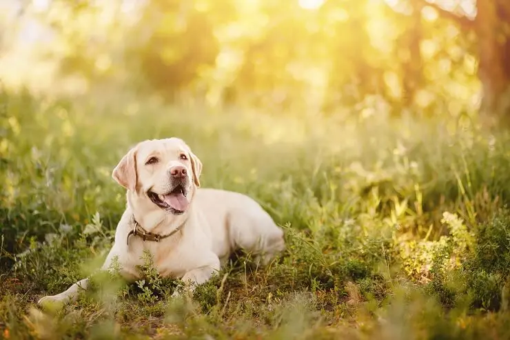 White Labrador