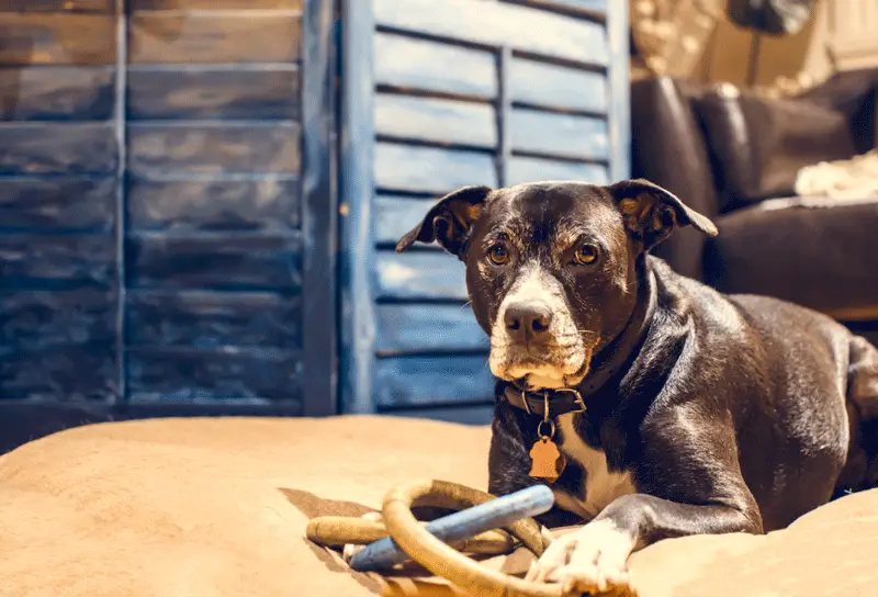 Boxer lab mix training