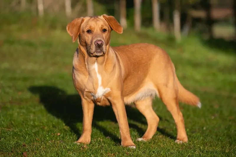 Minearbejder Glat barbermaskine Boxador Care, Size, Lifespan & Temperament [Boxer Lab Mix] | Perfect Dog  Breeds