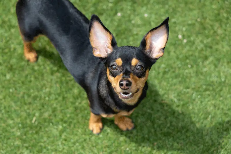 Chiweenie training