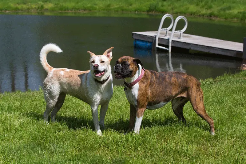 Husky lab mix appearance and size